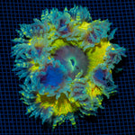 Ultra Rock Flower Anemome