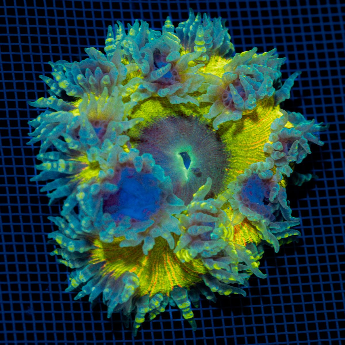 Ultra Rock Flower Anemome