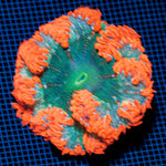 Ultra Rock Flower Anemome