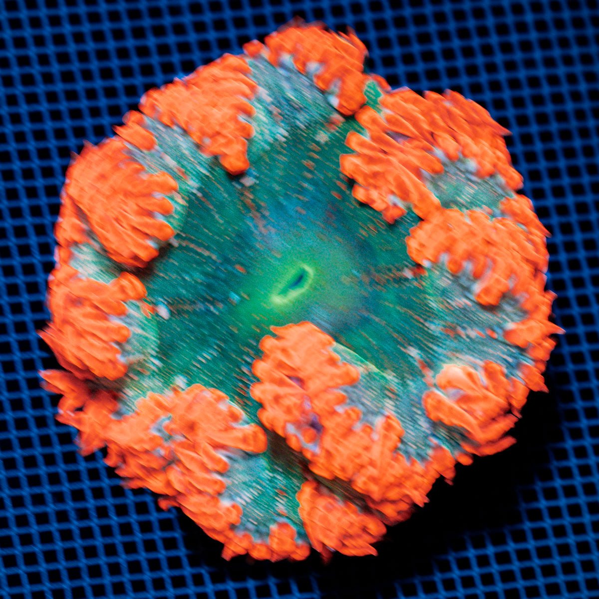Ultra Rock Flower Anemome