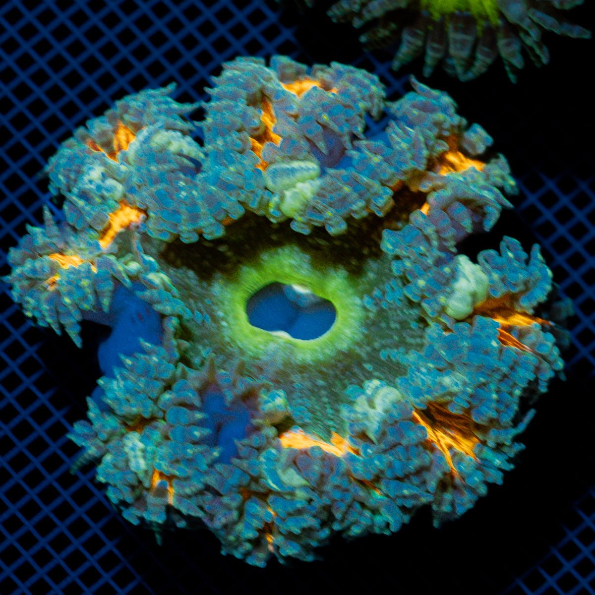 Ultra Rock Flower Anemome
