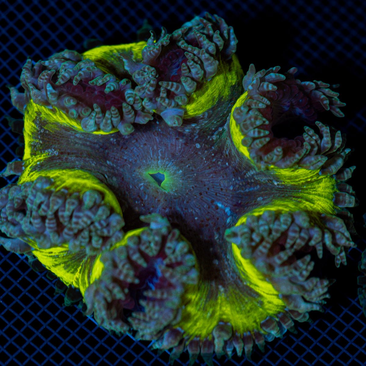 Ultra Rock Flower Anemome
