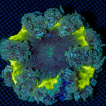 Ultra Rock Flower Anemome