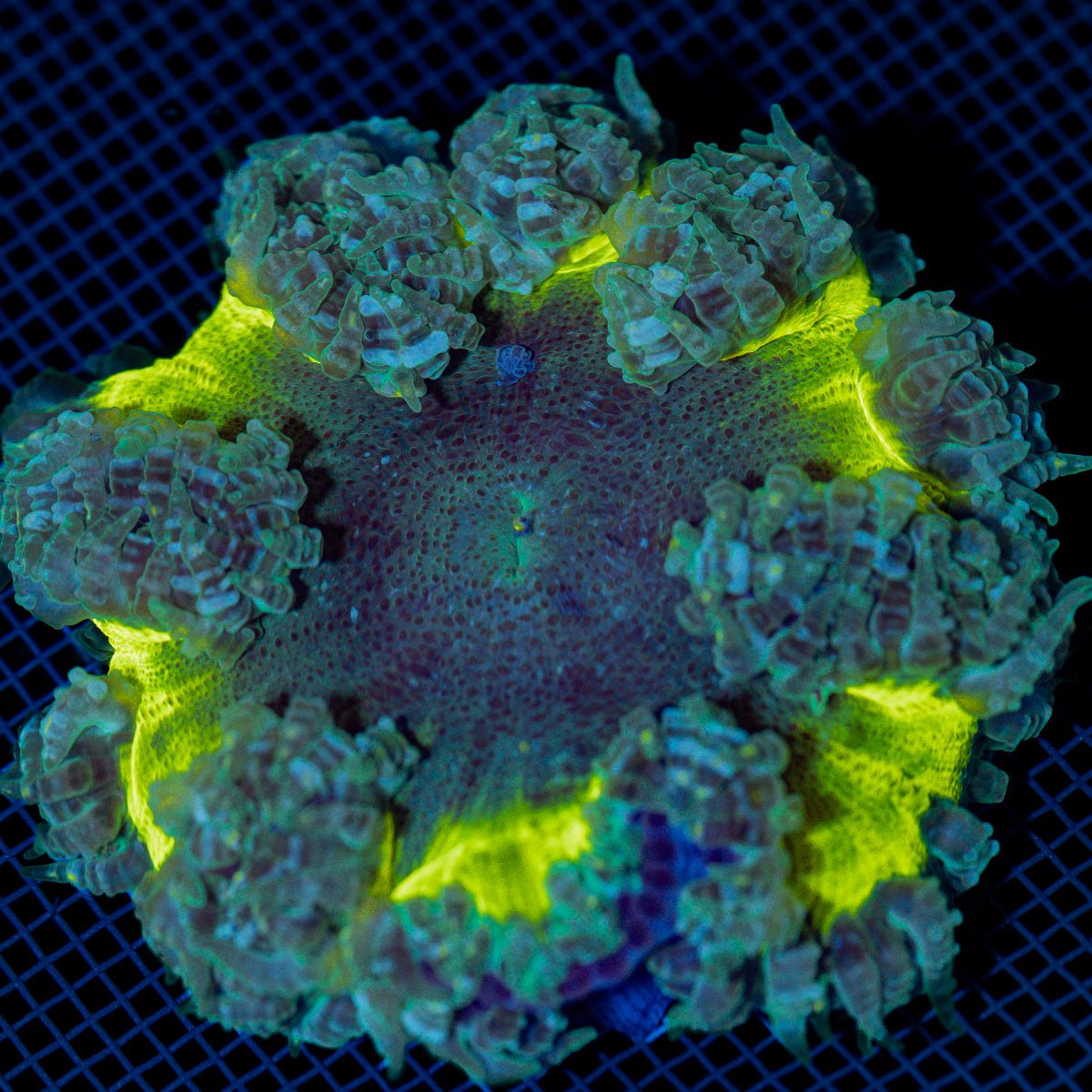 Ultra Rock Flower Anemome
