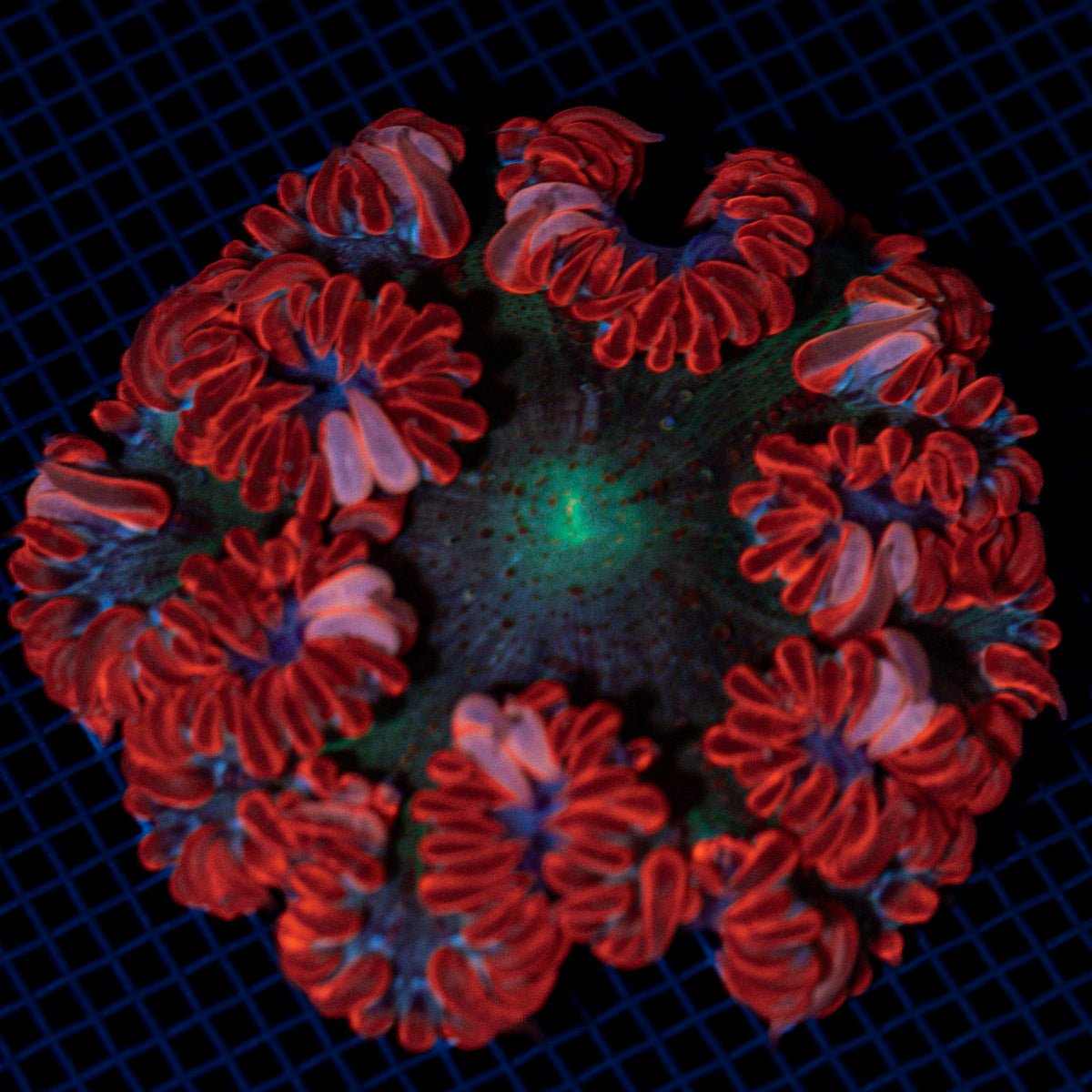 Ultra Rock Flower Anemome