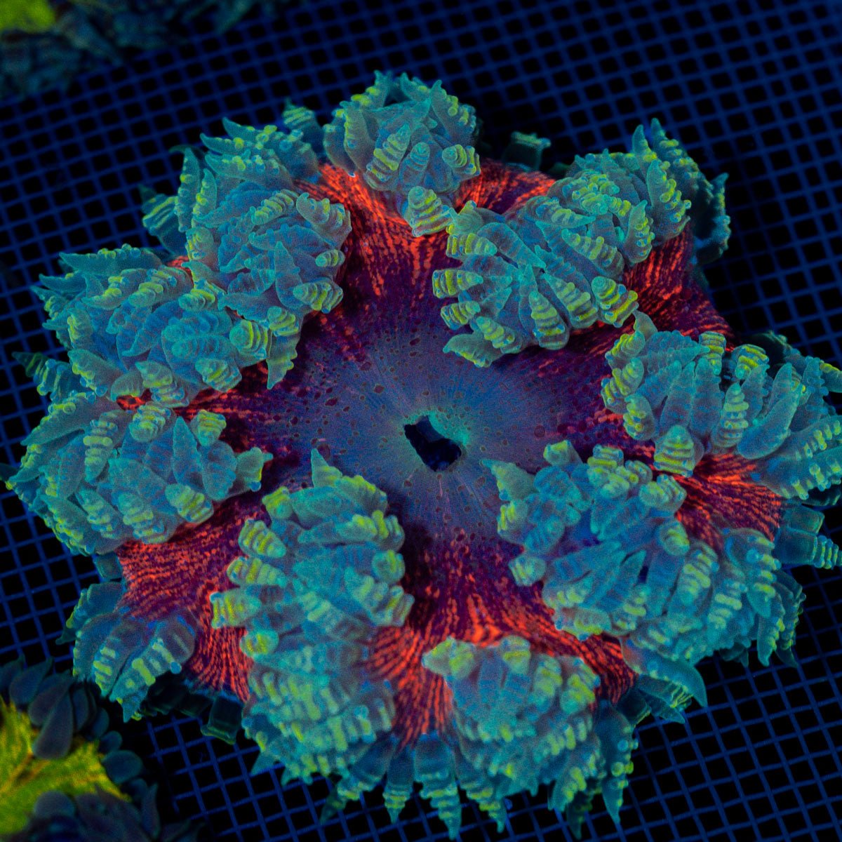Ultra Rock Flower Anemome