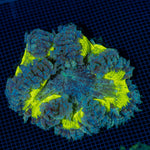 Ultra Rock Flower Anemome