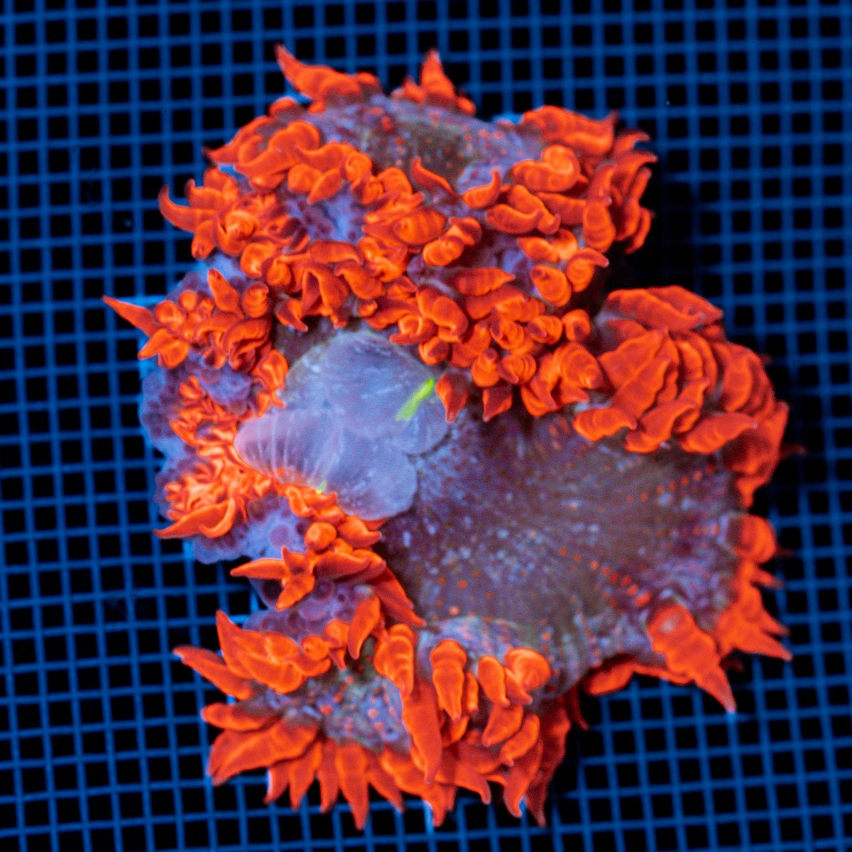 Ultra Rock Flower Anemome