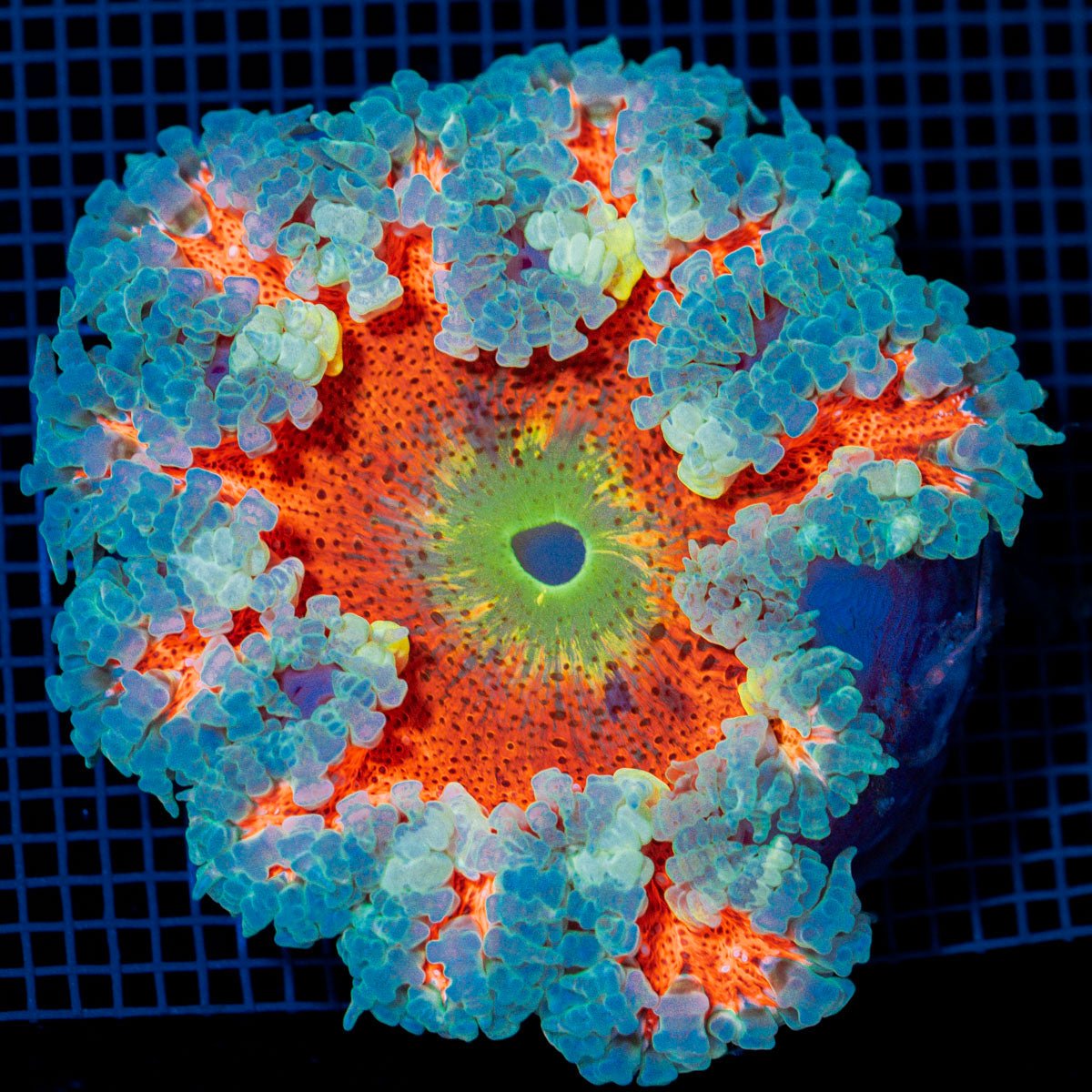 Ultra Rock Flower Anemome