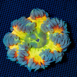 Ultra Rock Flower Anemome