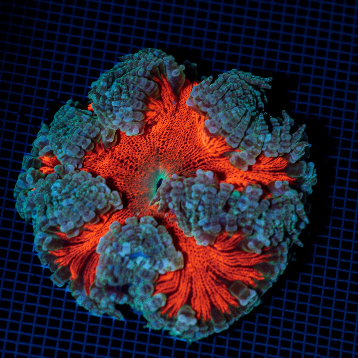Ultra Rock Flower Anemome