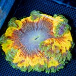 Ultra Rock Flower Anemome