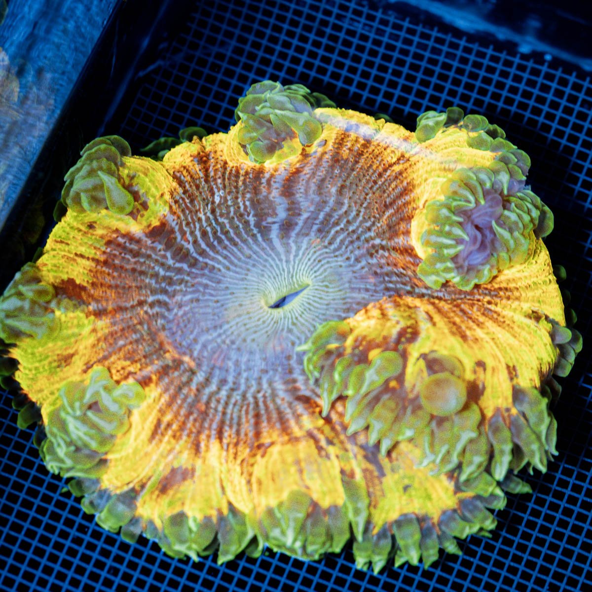 Ultra Rock Flower Anemome