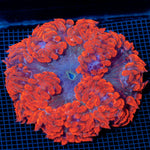 Ultra Rock Flower Anemome