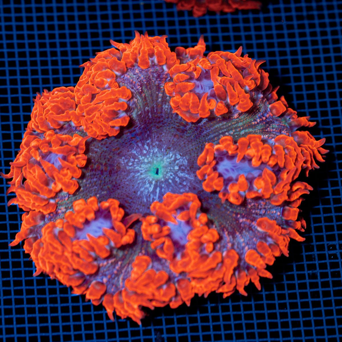Ultra Rock Flower Anemome