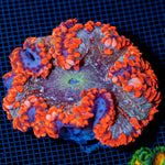 Ultra Rock Flower Anemome