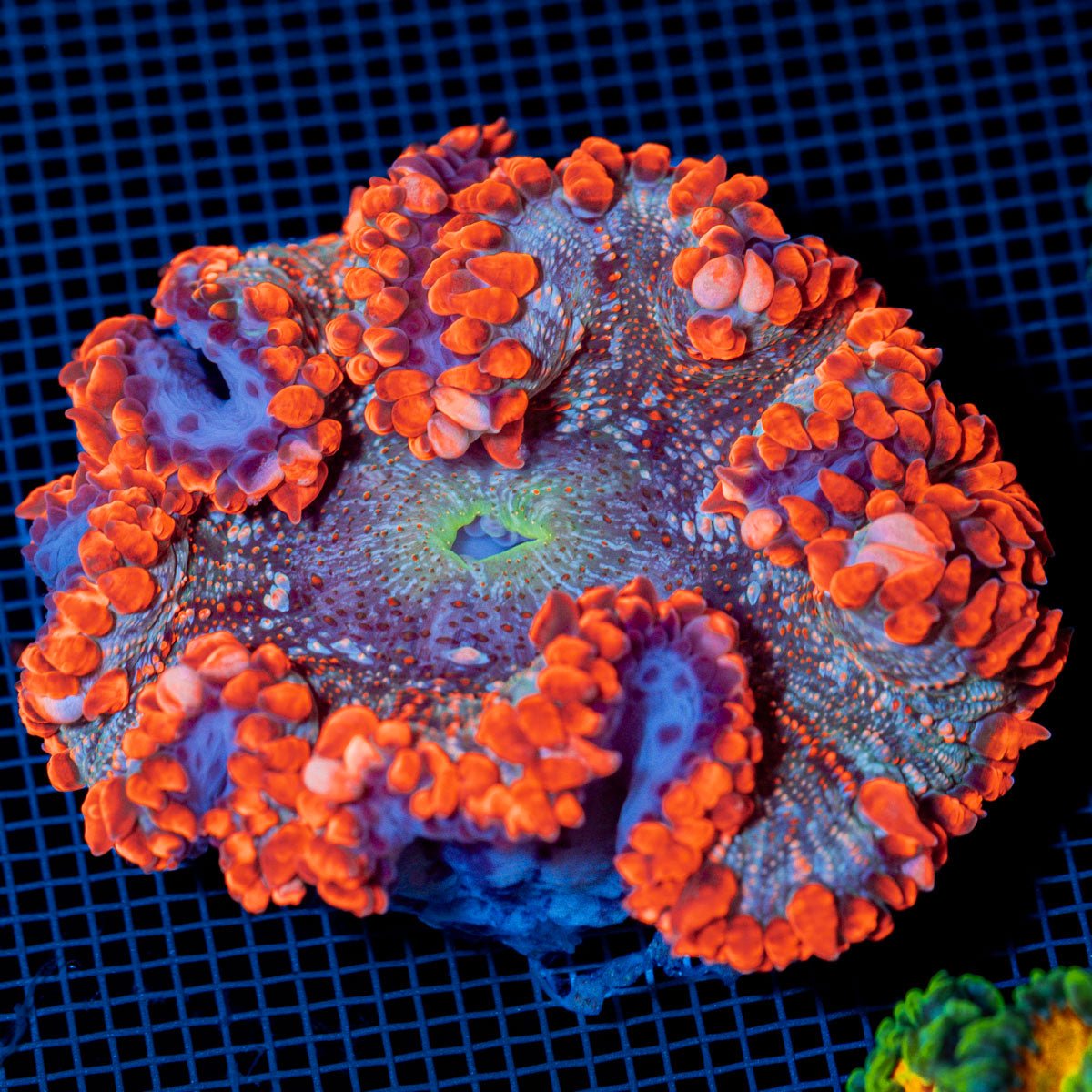 Ultra Rock Flower Anemome