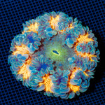 Ultra Rock Flower Anemome