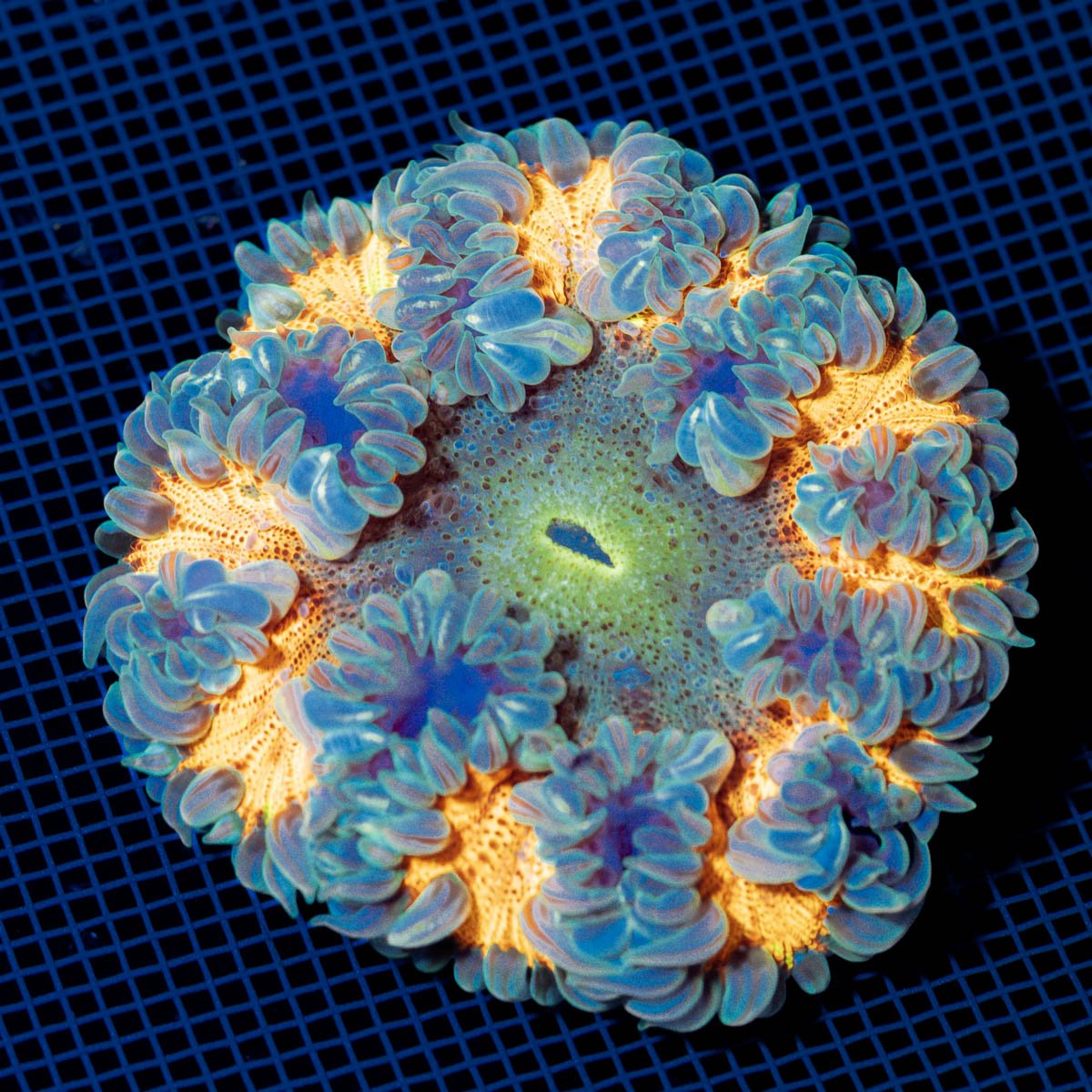 Ultra Rock Flower Anemome