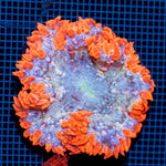 Ultra Rock Flower Anemome