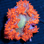 Ultra Rock Flower Anemome