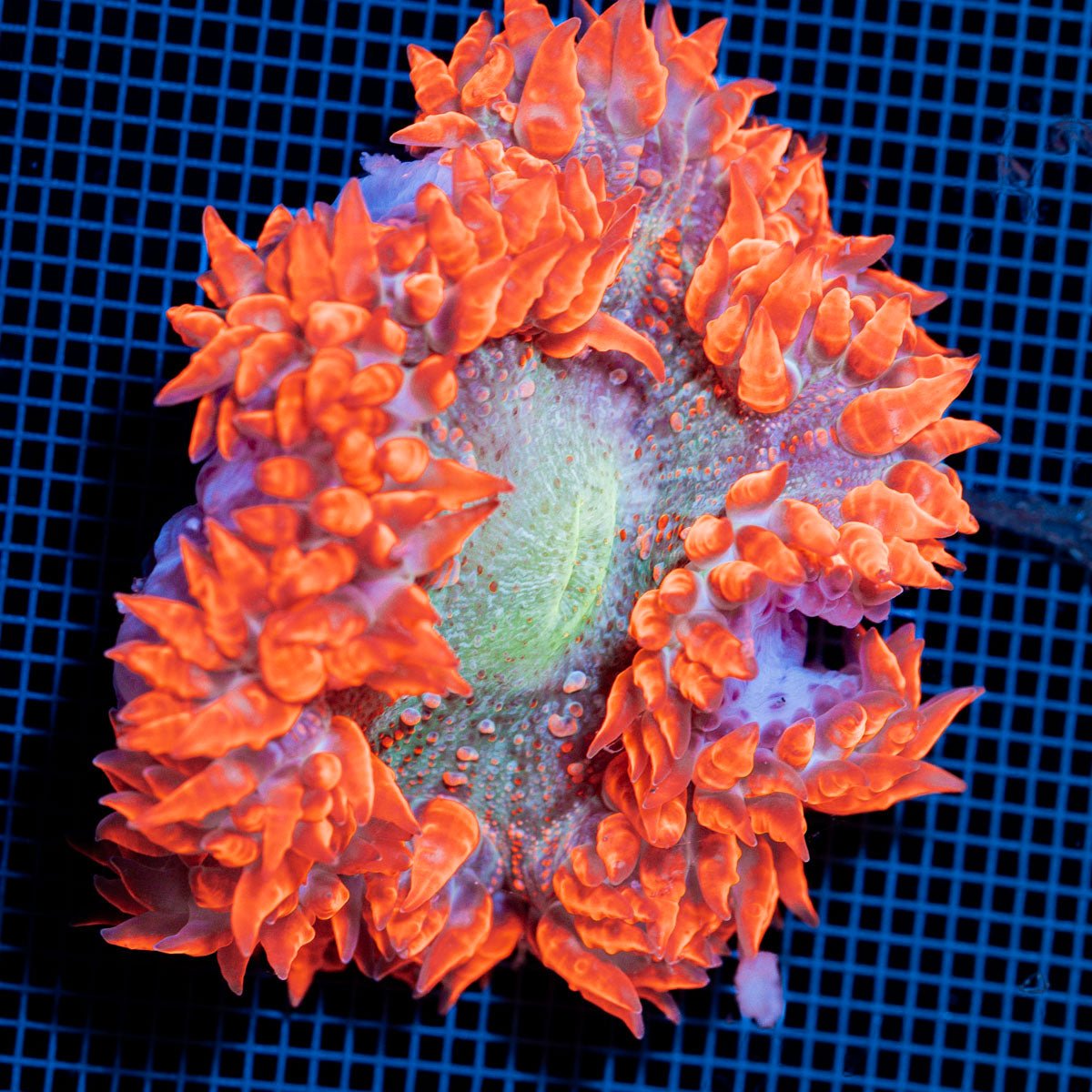 Ultra Rock Flower Anemome