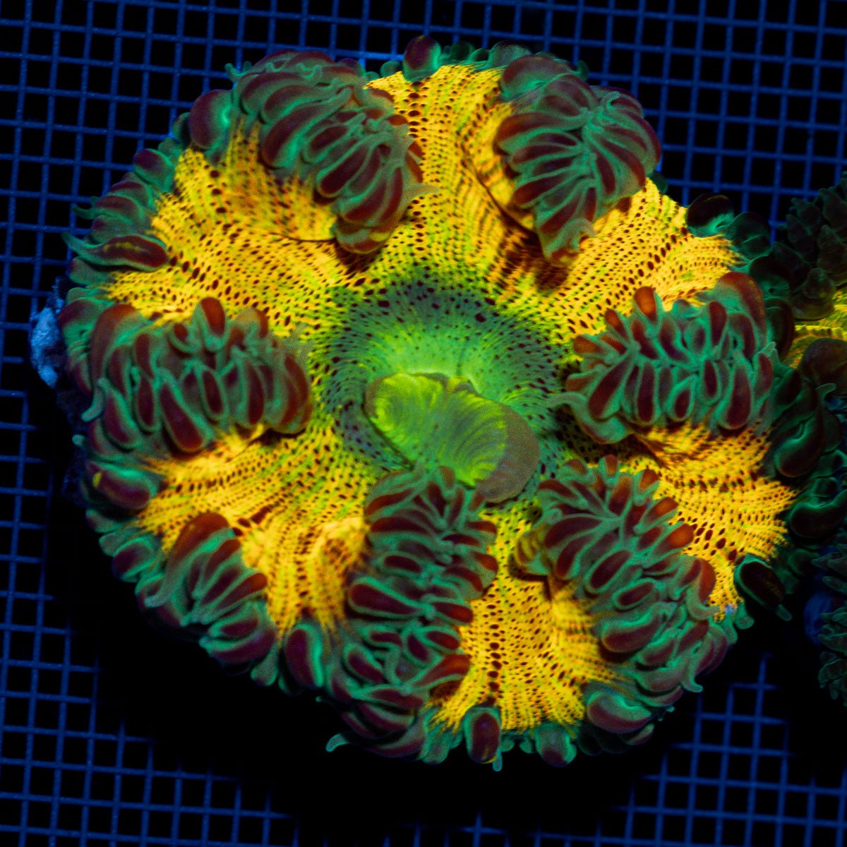 Ultra Rock Flower Anemome