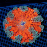 Ultra Rock Flower Anemome