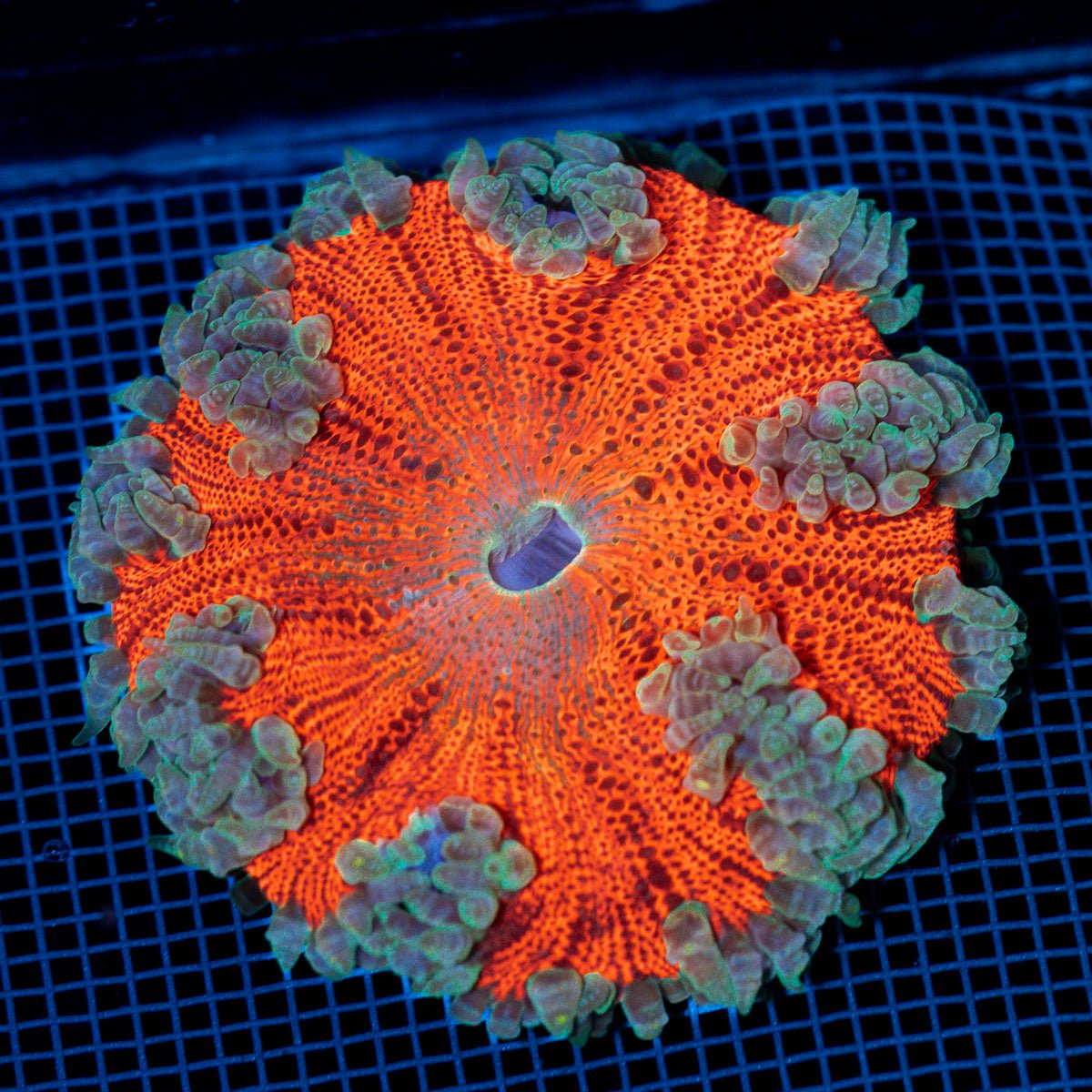 Ultra Rock Flower Anemome