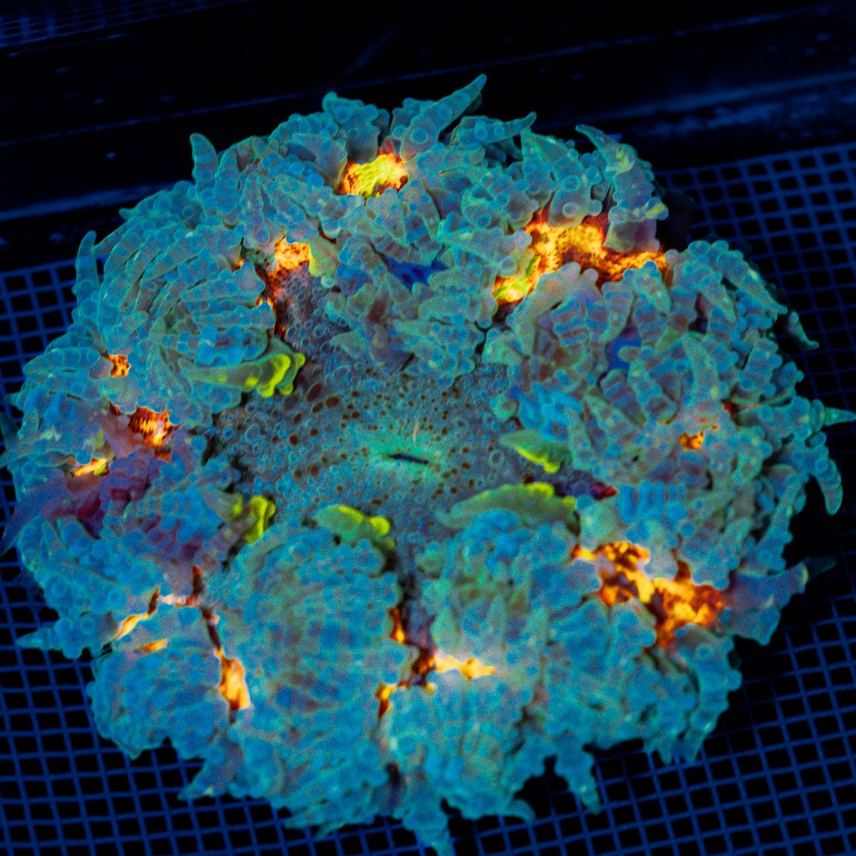 Ultra Rock Flower Anemome