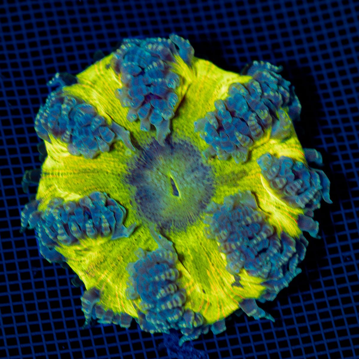Ultra Rock Flower Anemome