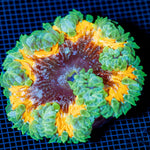 Ultra Rock Flower Anemome