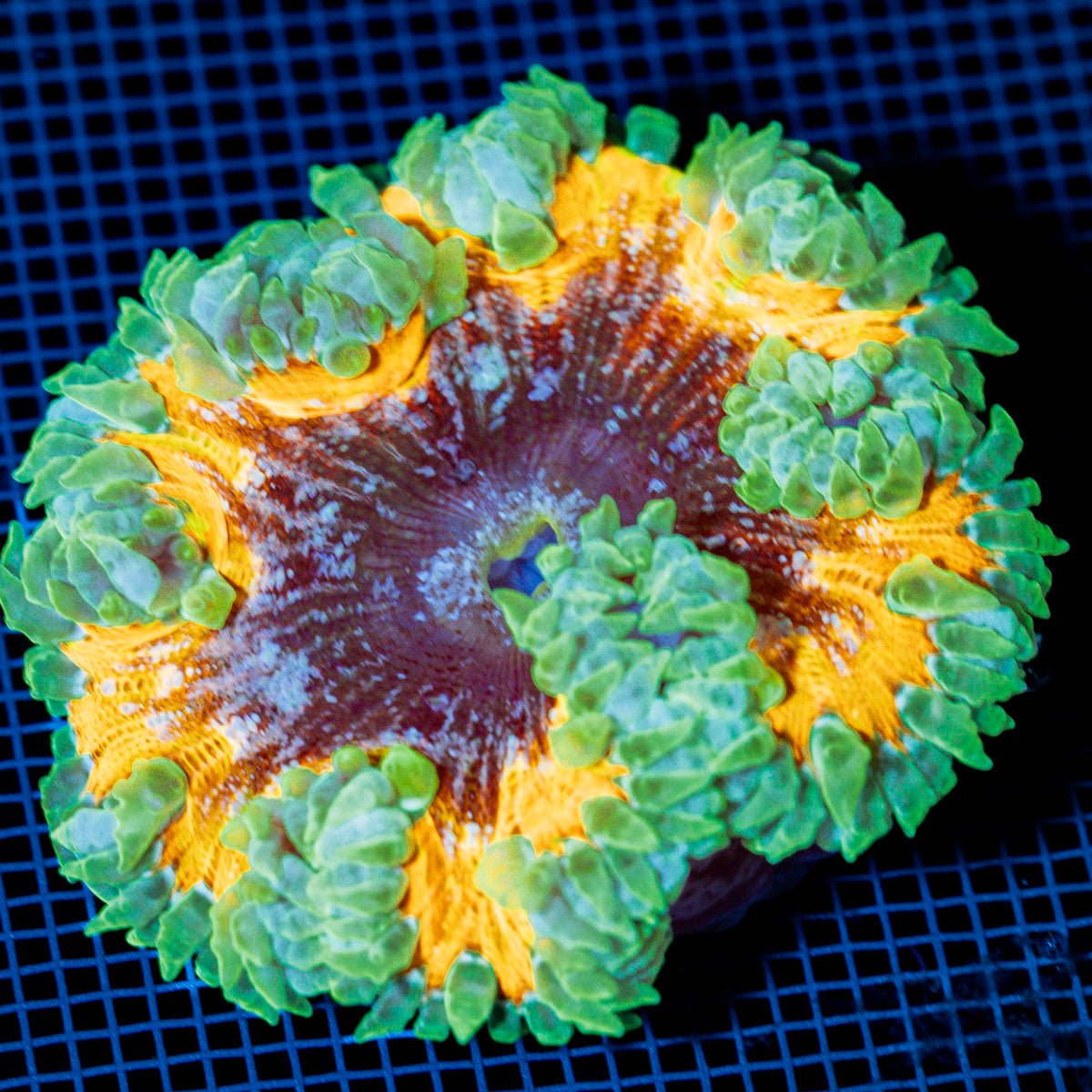 Ultra Rock Flower Anemome