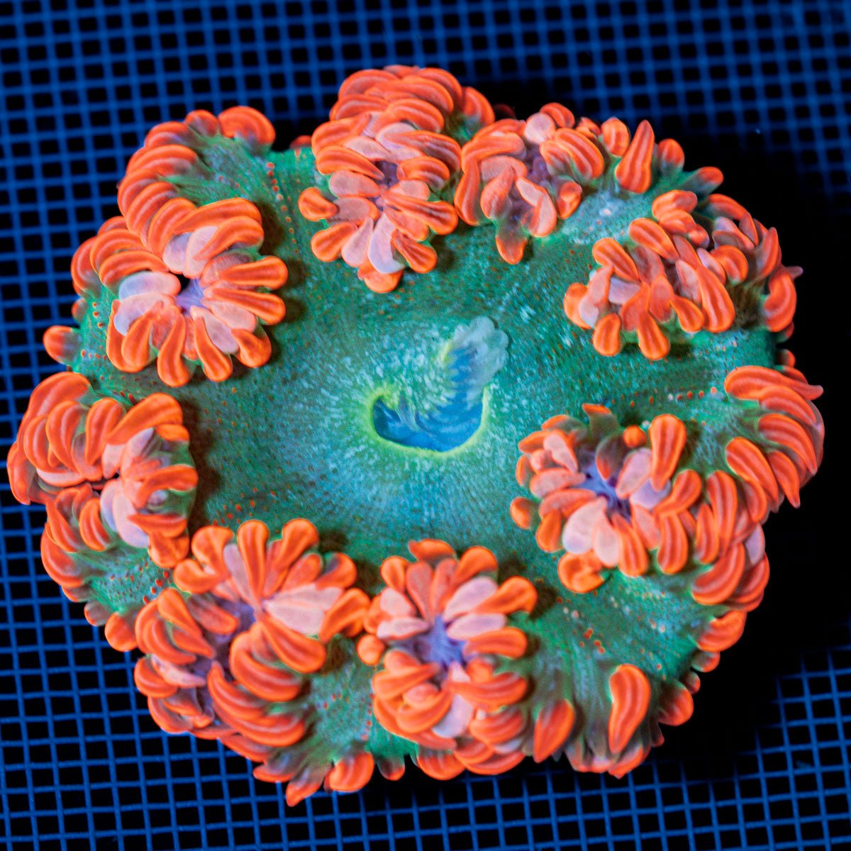 Ultra Rock Flower Anemome