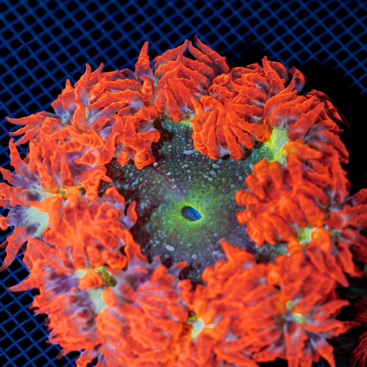 Ultra Rock Flower Anemome