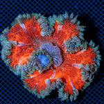 Ultra Rock Flower Anemome
