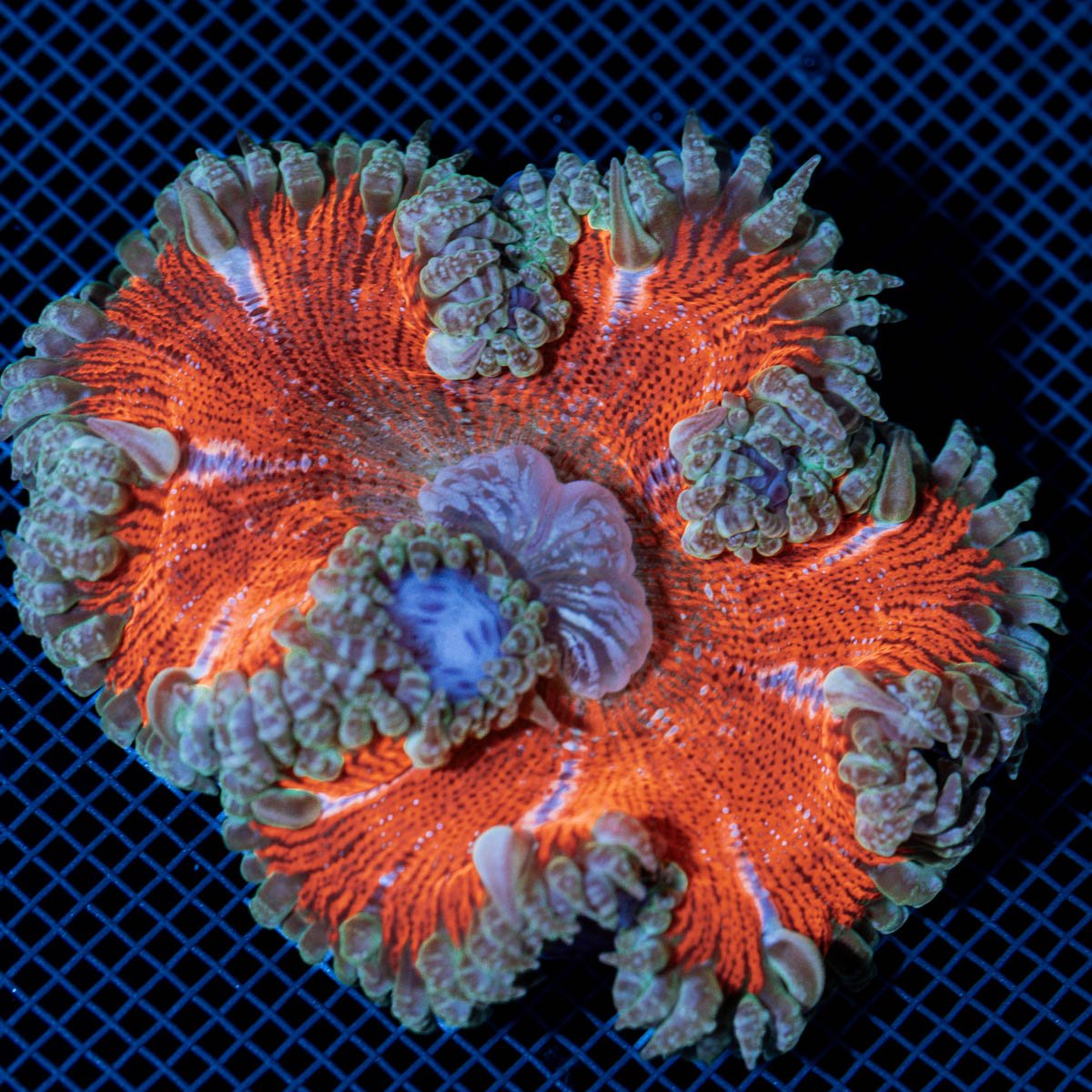 Ultra Rock Flower Anemome