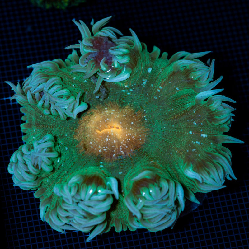 Ultra Rock Flower Anemone with colorful oral disc in reef aquarium