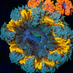 Ultra Rock Flower Anemone with colorful oral disc in reef aquarium