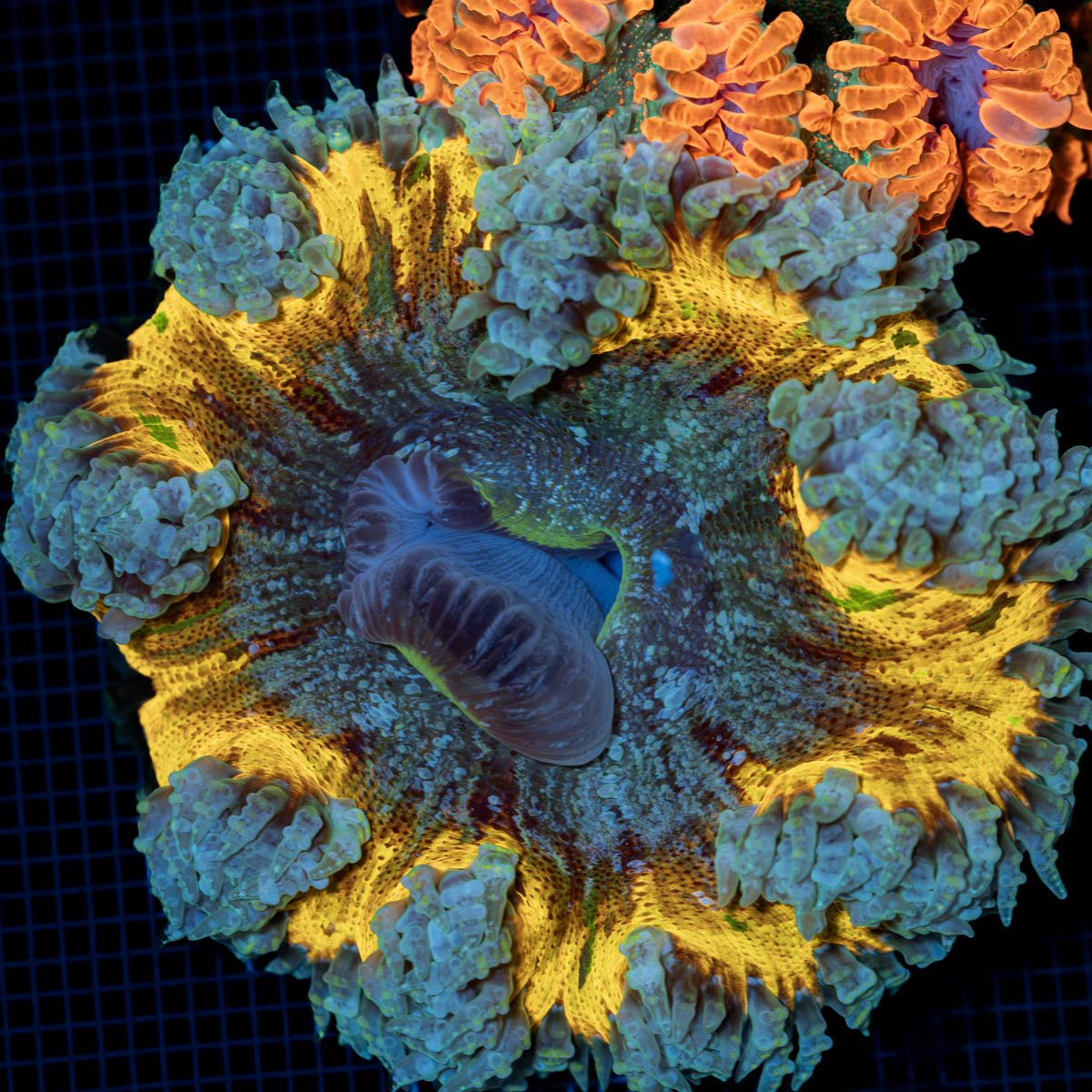 Ultra Rock Flower Anemone with colorful oral disc in reef aquarium