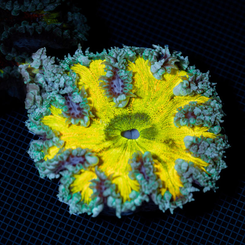 Ultra Rock Flower Anemone showcasing its colorful oral disc in reef aquarium