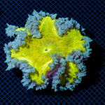 Ultra Rock Flower Anemone with colorful oral disc in reef aquarium