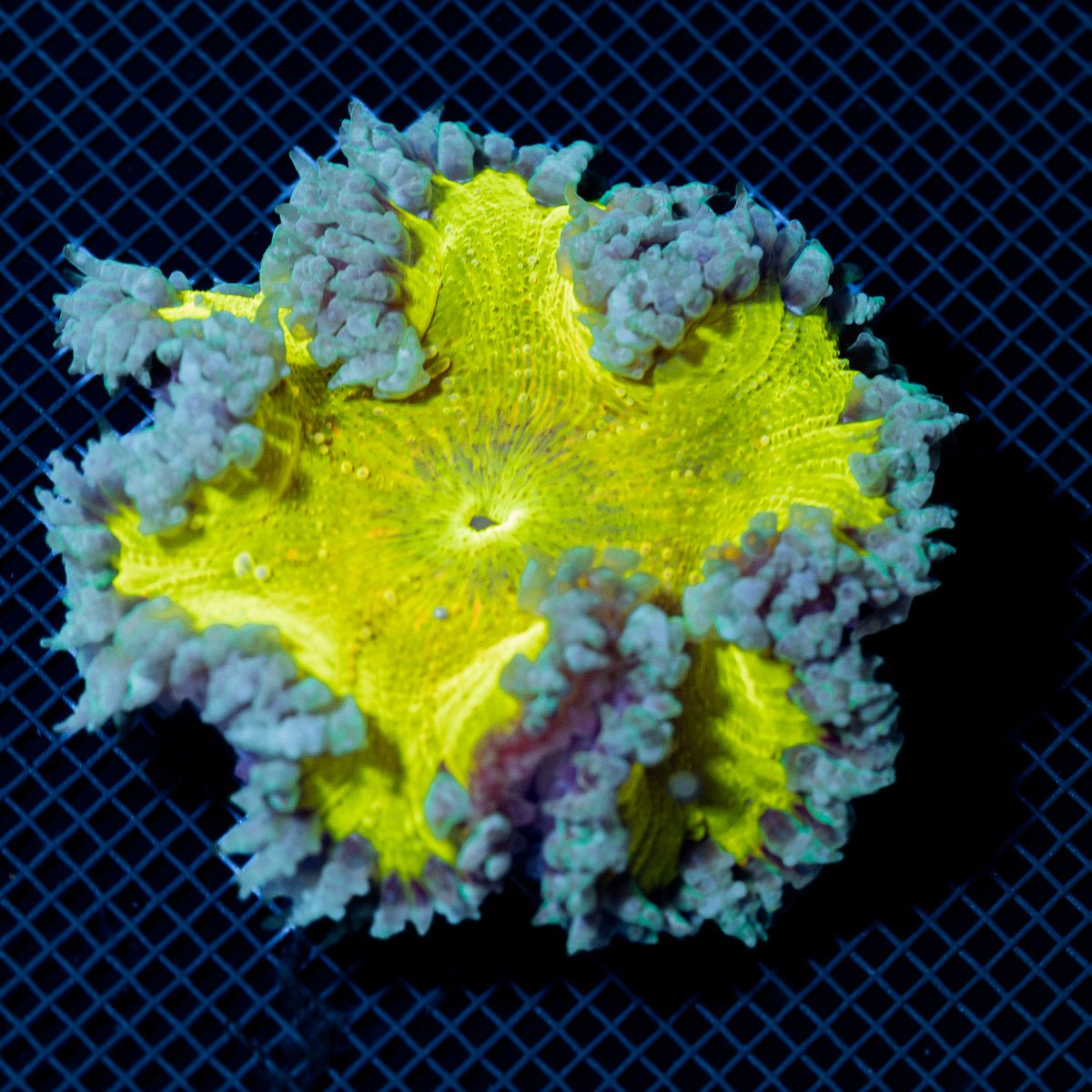 Ultra Rock Flower Anemone with colorful oral disc in reef aquarium