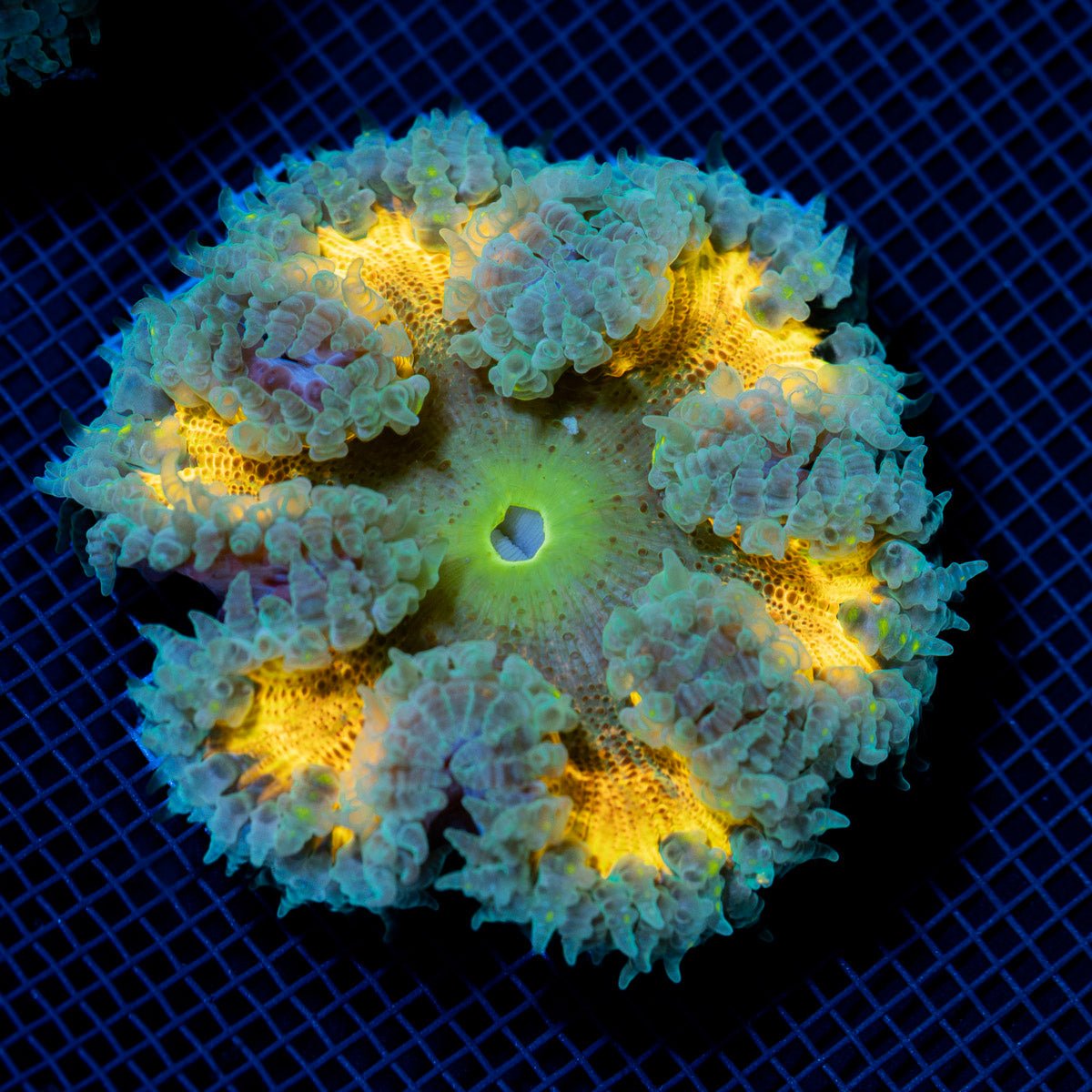 Ultra Rock Flower Anemone with colorful oral disc in reef aquarium