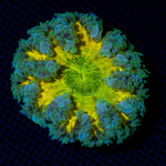 Ultra Rock Flower Anemone with colorful oral disc in reef aquarium