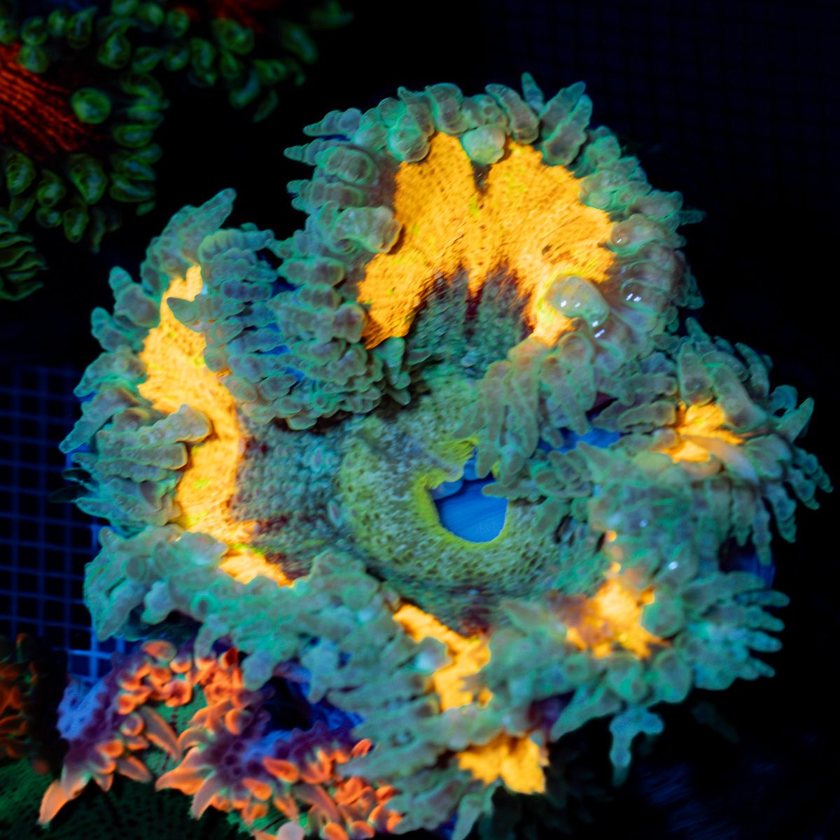 Ultra Rock Flower Anemone with colorful oral disc in reef aquarium