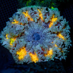 Ultra Rock Flower Anemone with colorful oral disc in reef aquarium