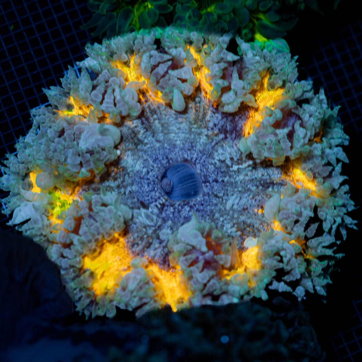 Ultra Rock Flower Anemone with colorful oral disc in reef aquarium