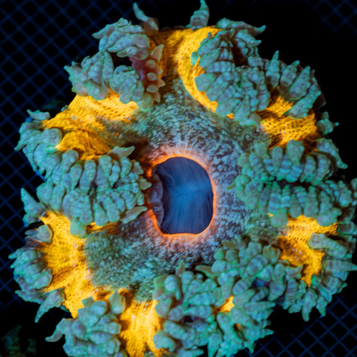 Ultra Rock Flower Anemone with colorful oral disc in reef aquarium
