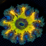 Ultra Rock Flower Anemone with colorful oral disc in reef aquarium
